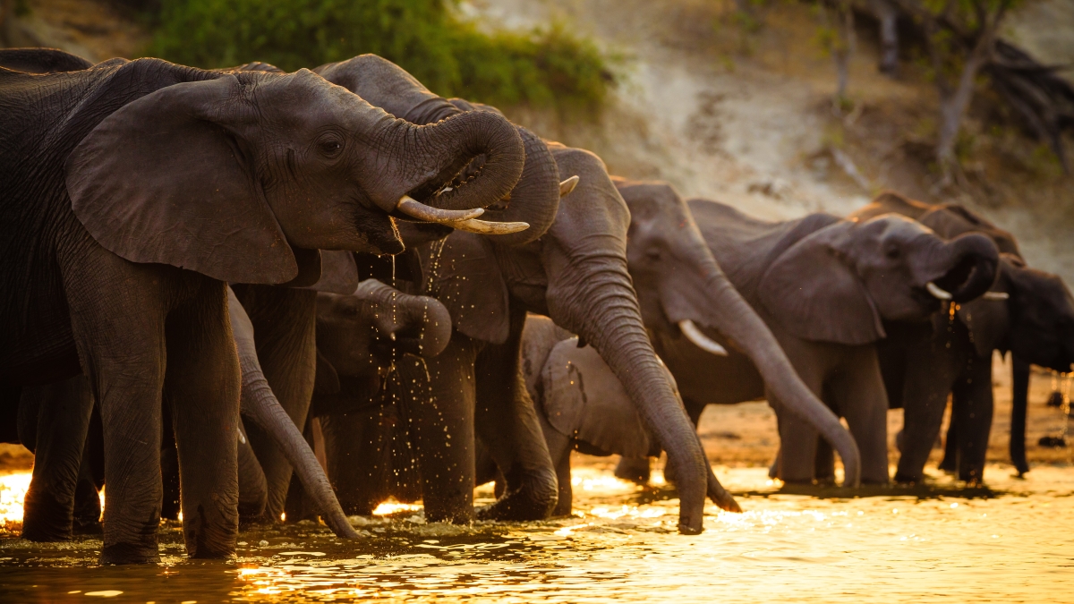 Elephants drinking water from the river