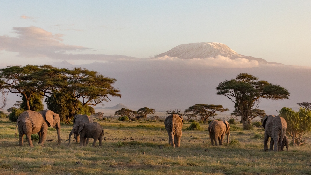 Elephants grazing with Mount Kilimanjaro in the distance