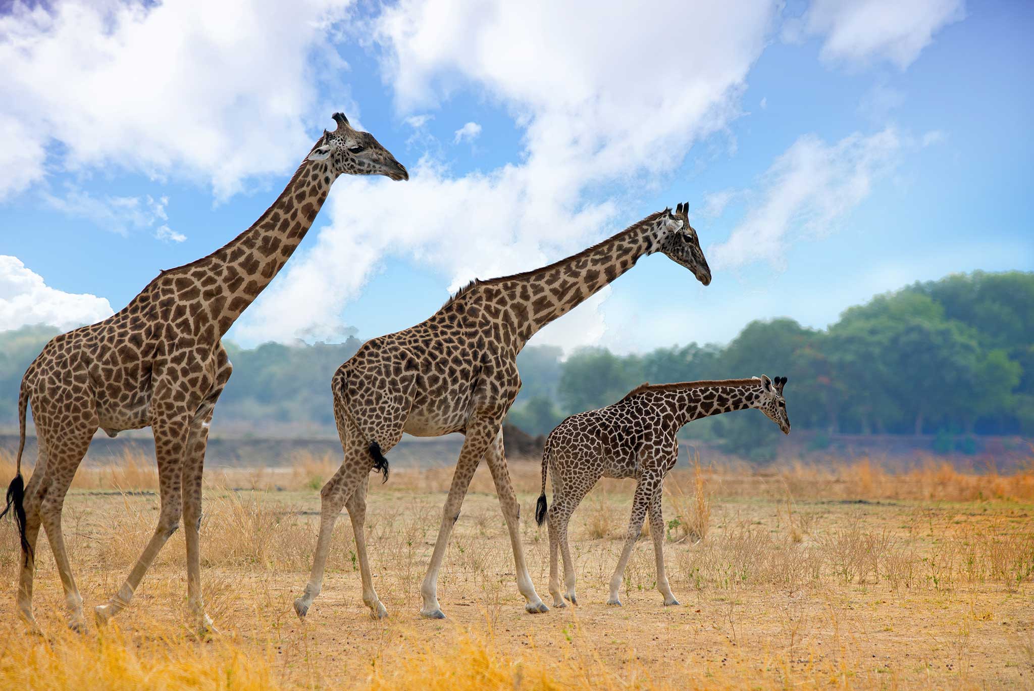 Giraffes are walking across the open African Plains in South Luangwa National Park, Zambia