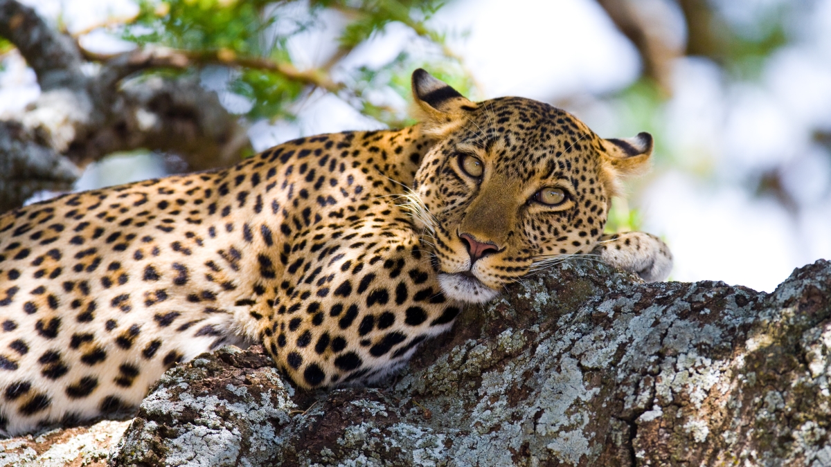 Leopard in a tree