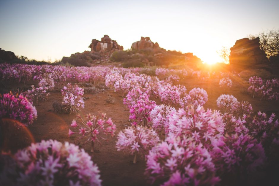 Erleben Sie die bunten Wildblumen im Northern Cape auf Ihrer Südafrika-Reise