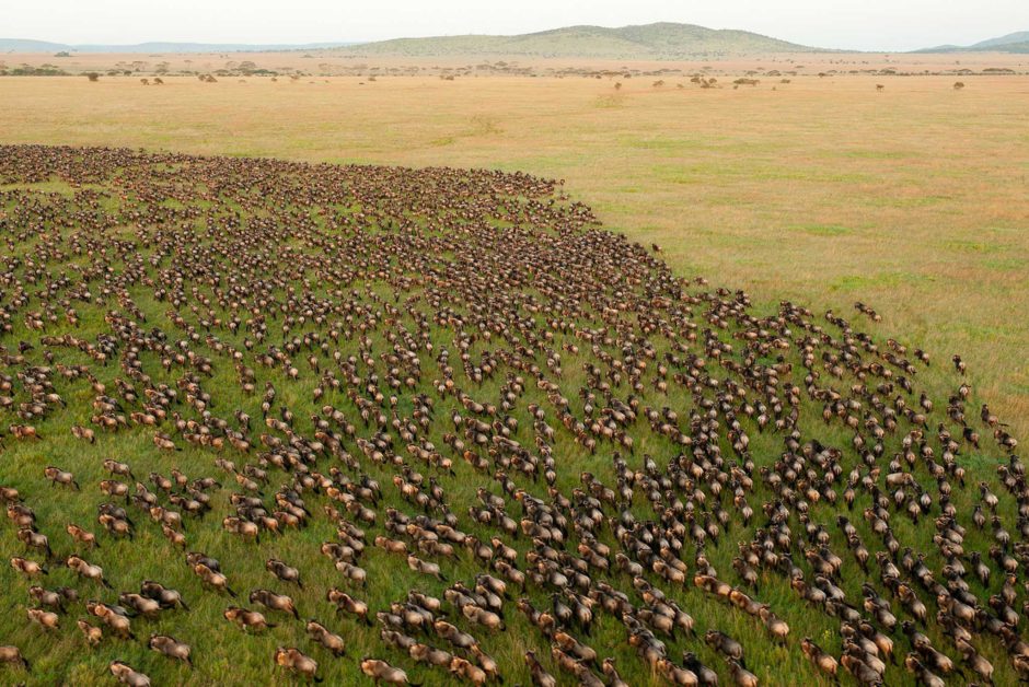 Gnus invadem as planícies abertas do Serengeti