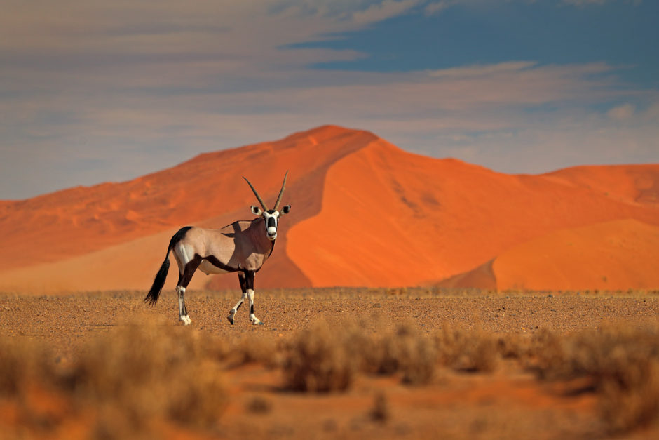 Oryx-Antilope zwischen den Dünen im Sossusvlei in Namibia