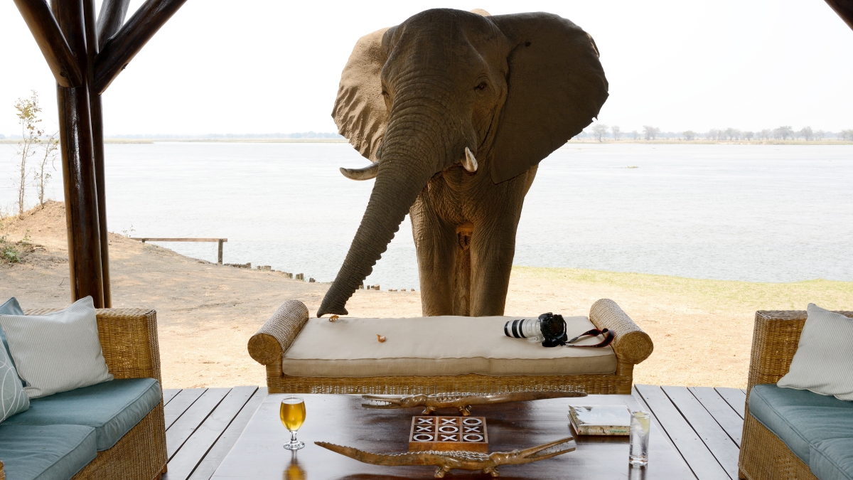 Elephant at the camp viewing deck