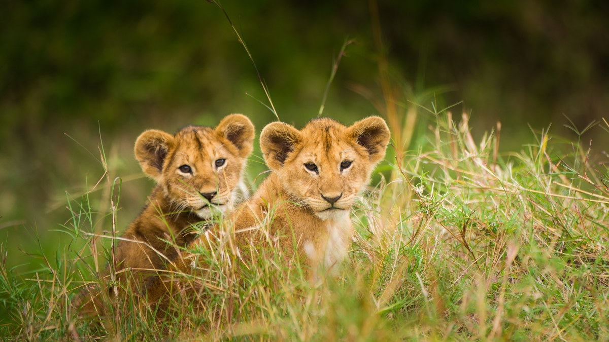 Two lion cubs