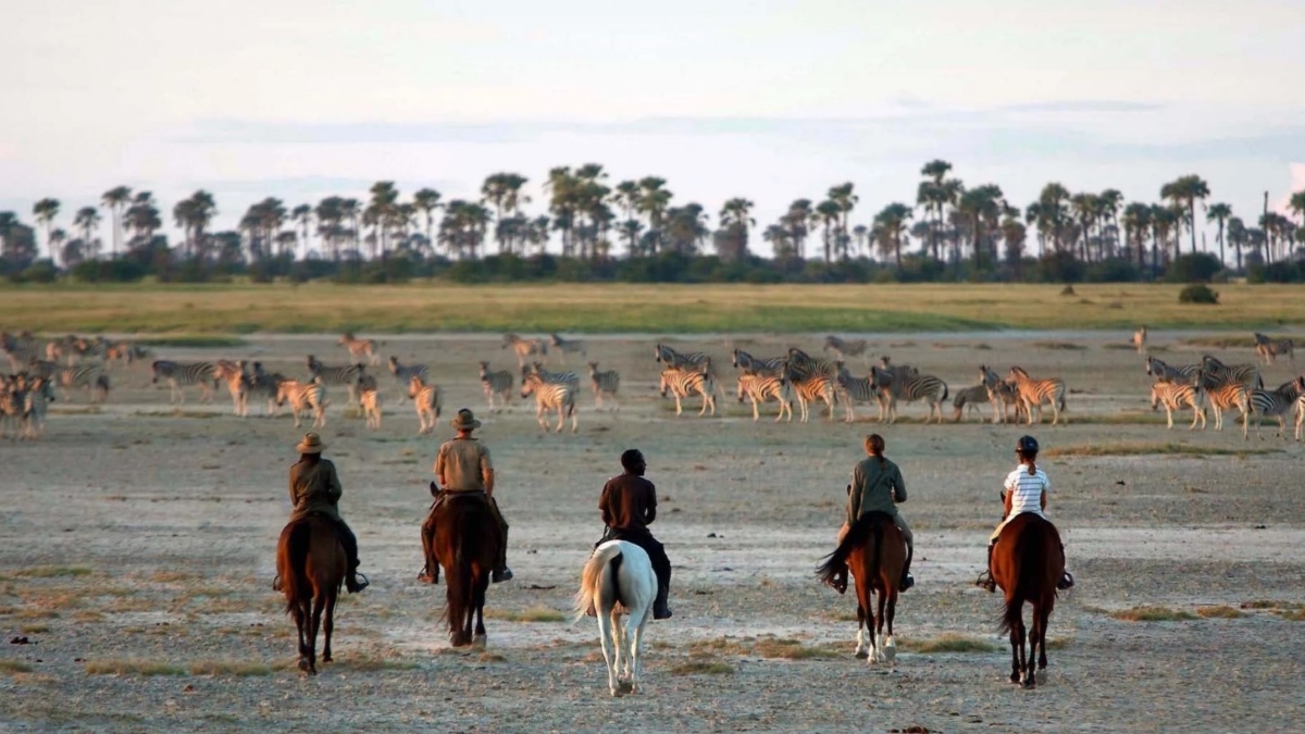 Horse safari amongst zebras