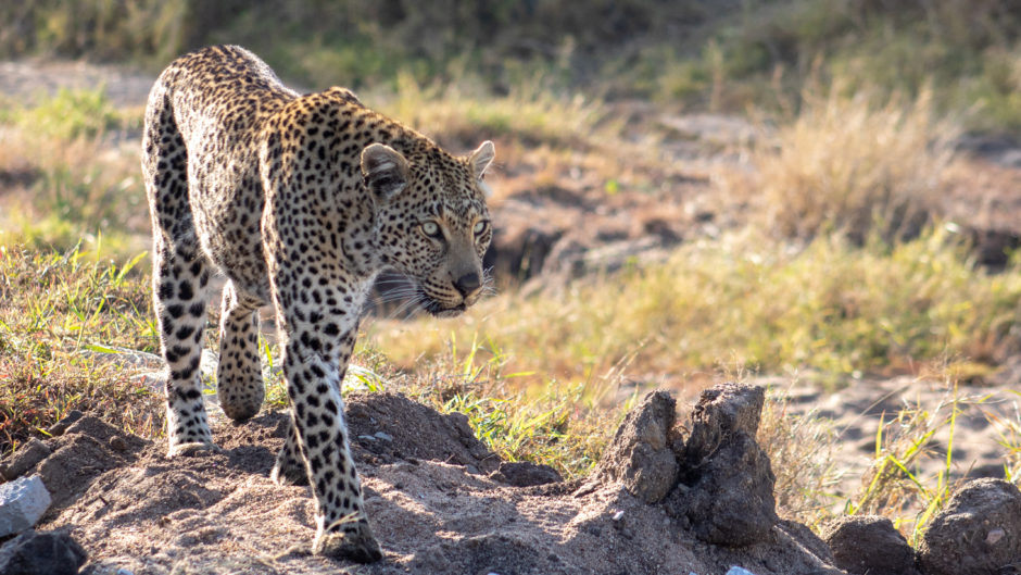 Tiyani frequently graces our presence with a visit at Silvan Safari