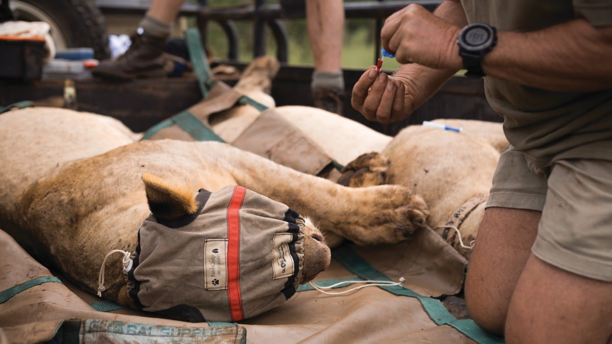 Tagging a young lion