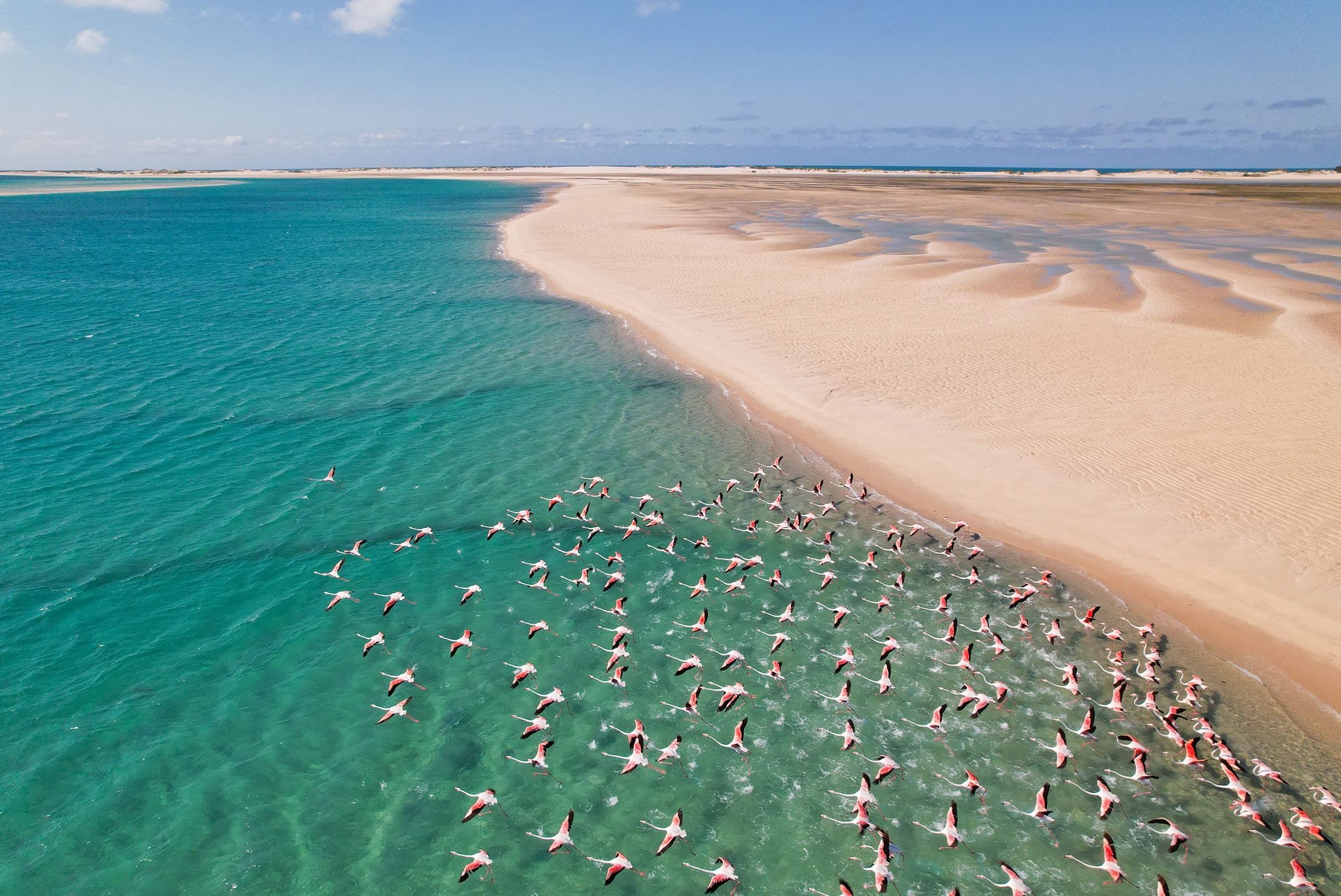 flamingos flying in azura mozambique