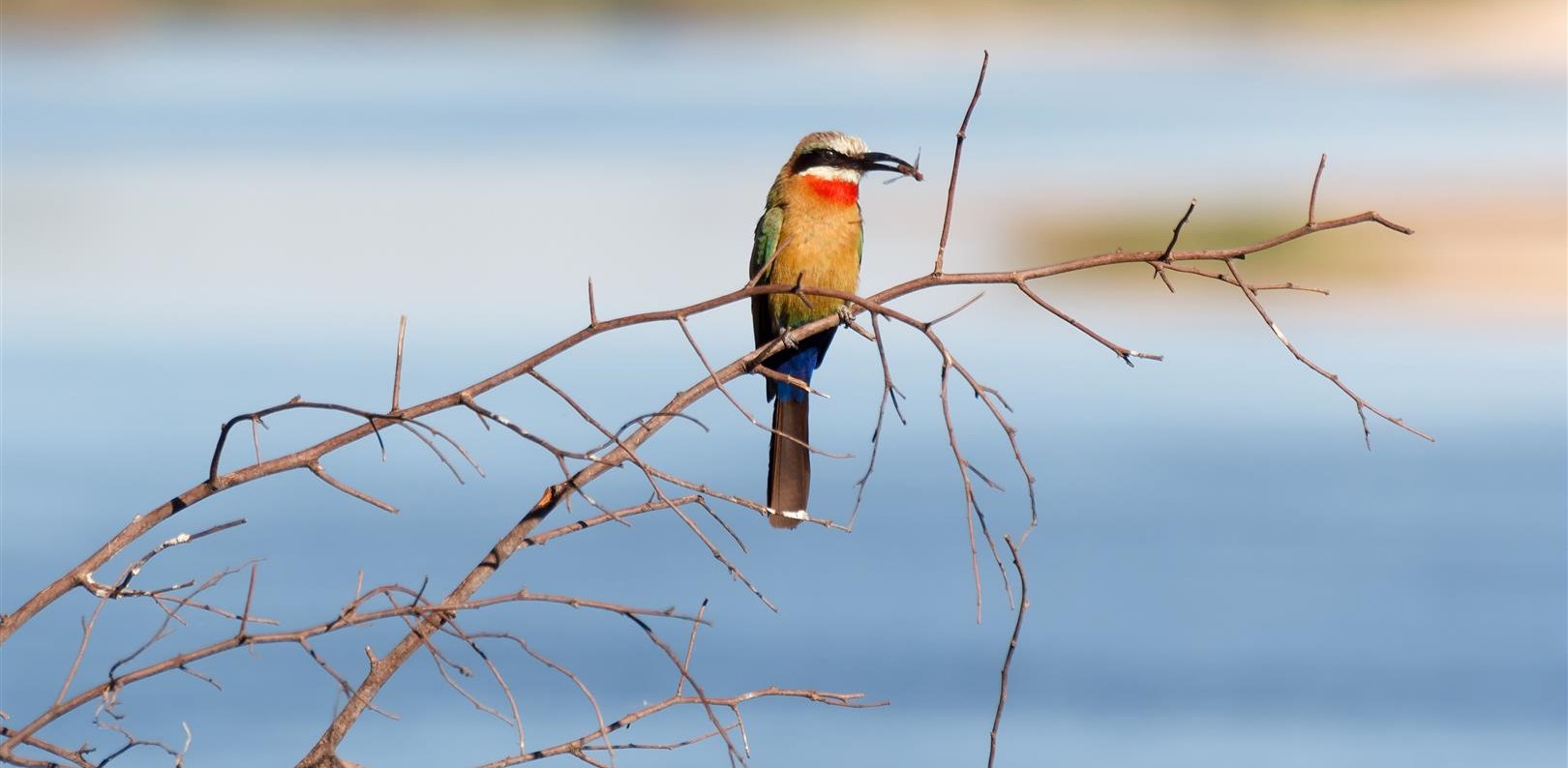 Bird in Muduma National Park, Caprivi Region in Namibia, sitting on branch