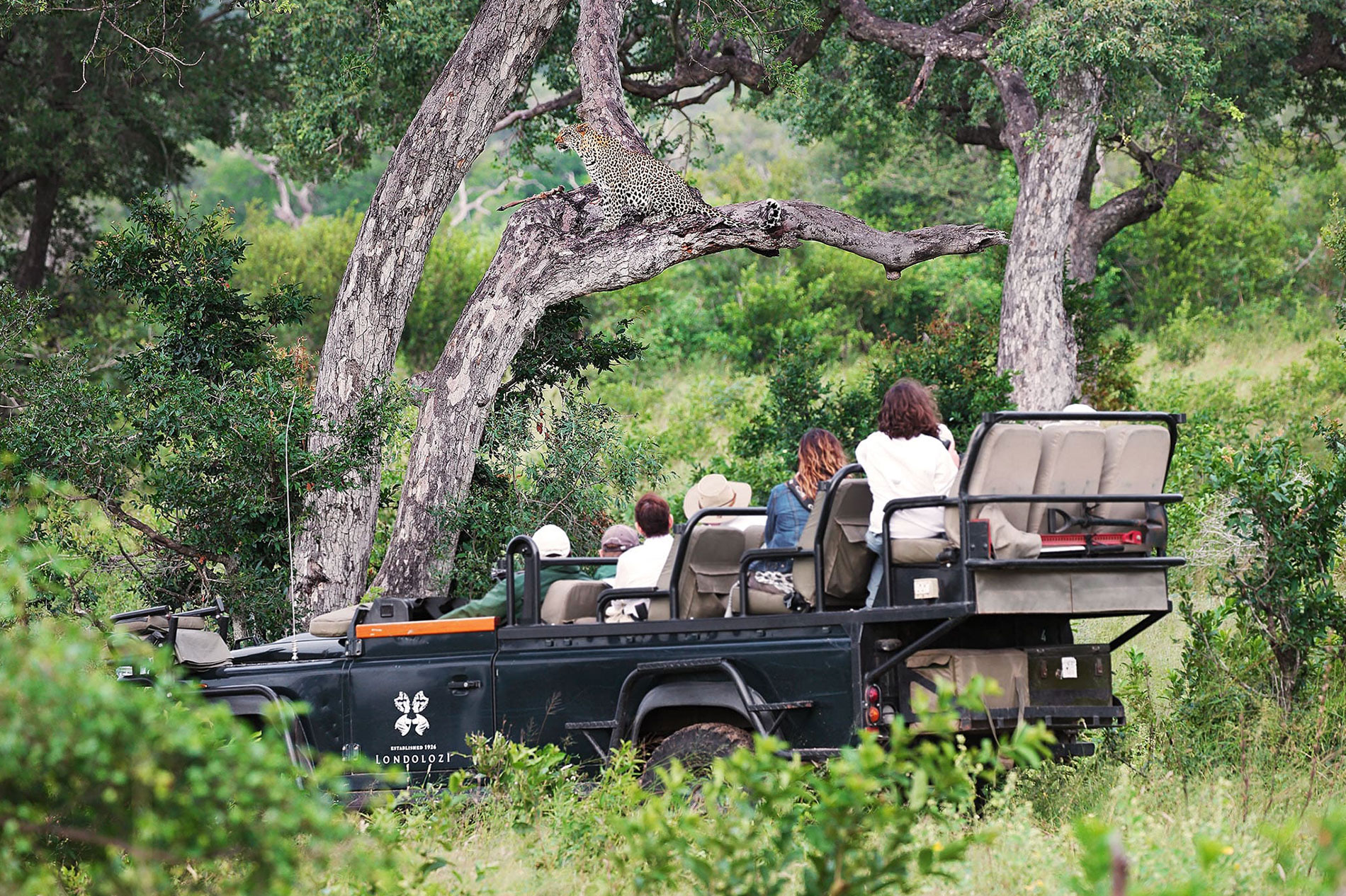 Leopard in a tree on a game drive safari at Londolozi