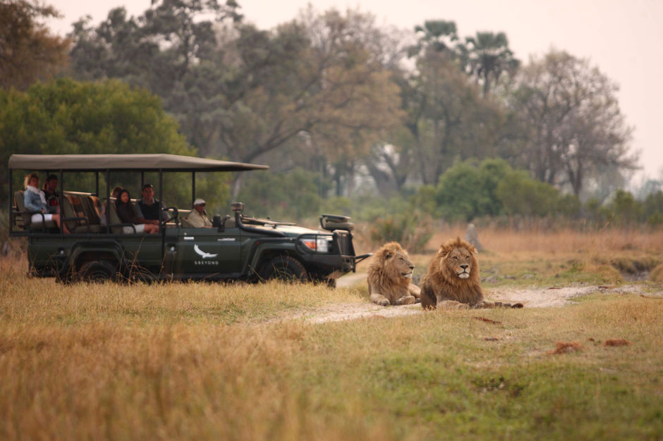 Löwensichtung auf Safari, nur in Afrika möglich