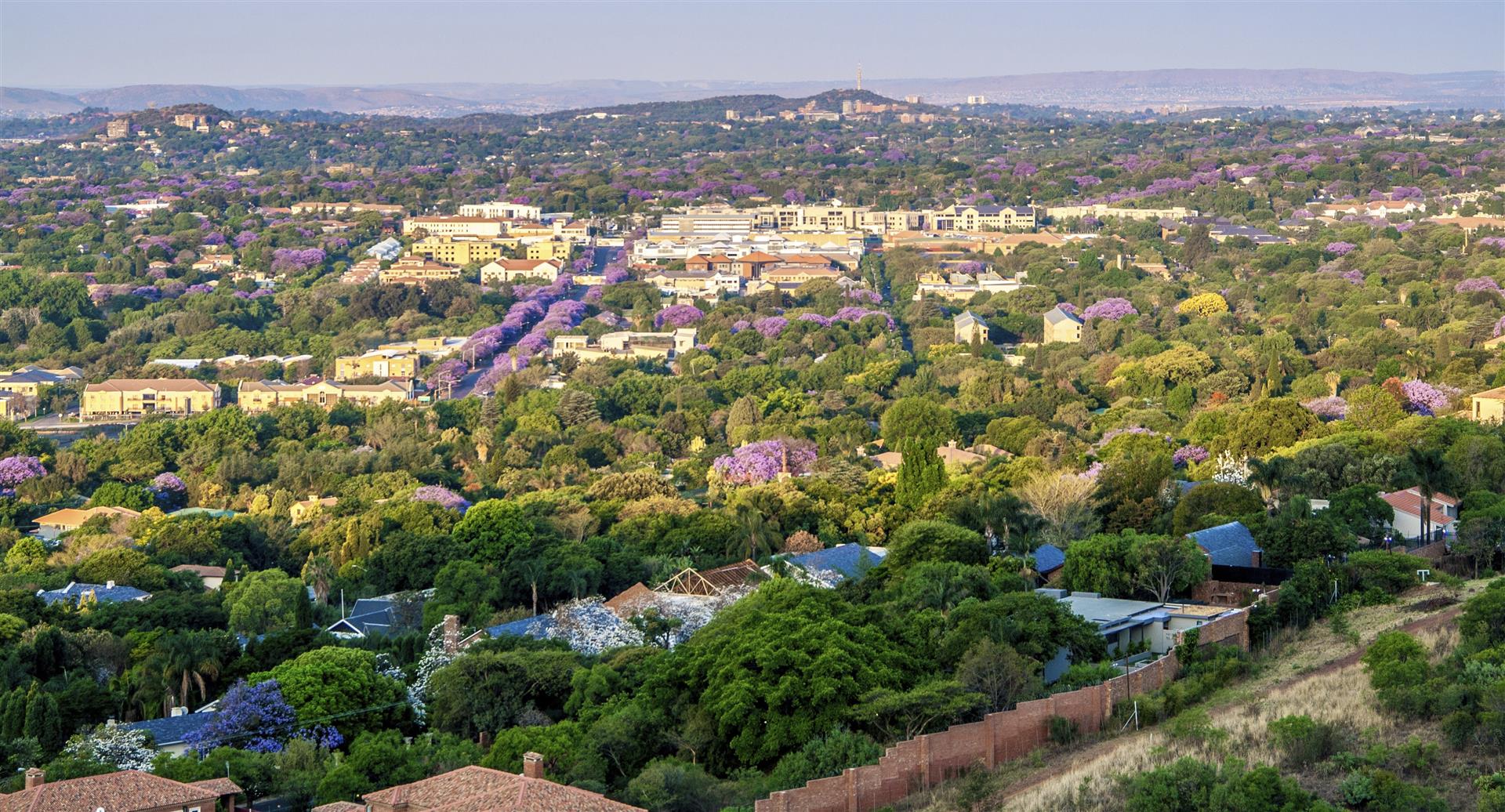 Jacaranda trees in Pretoria