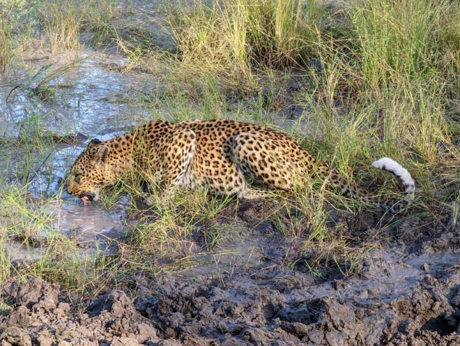 Observation de léopard au Botswana