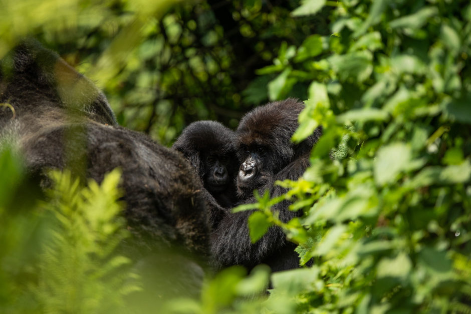 Rwanda is home to some of the world's last remaining populations of mountain gorillas