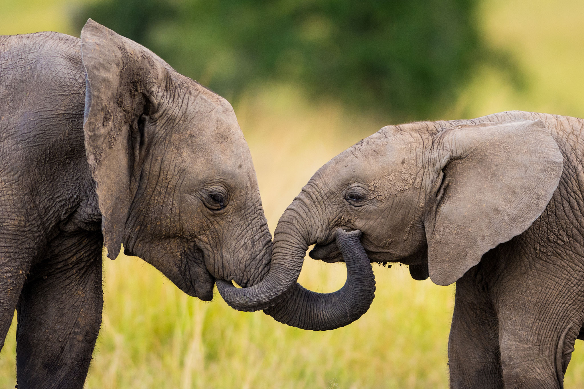 Baby elephants greeting each other by linking trunks