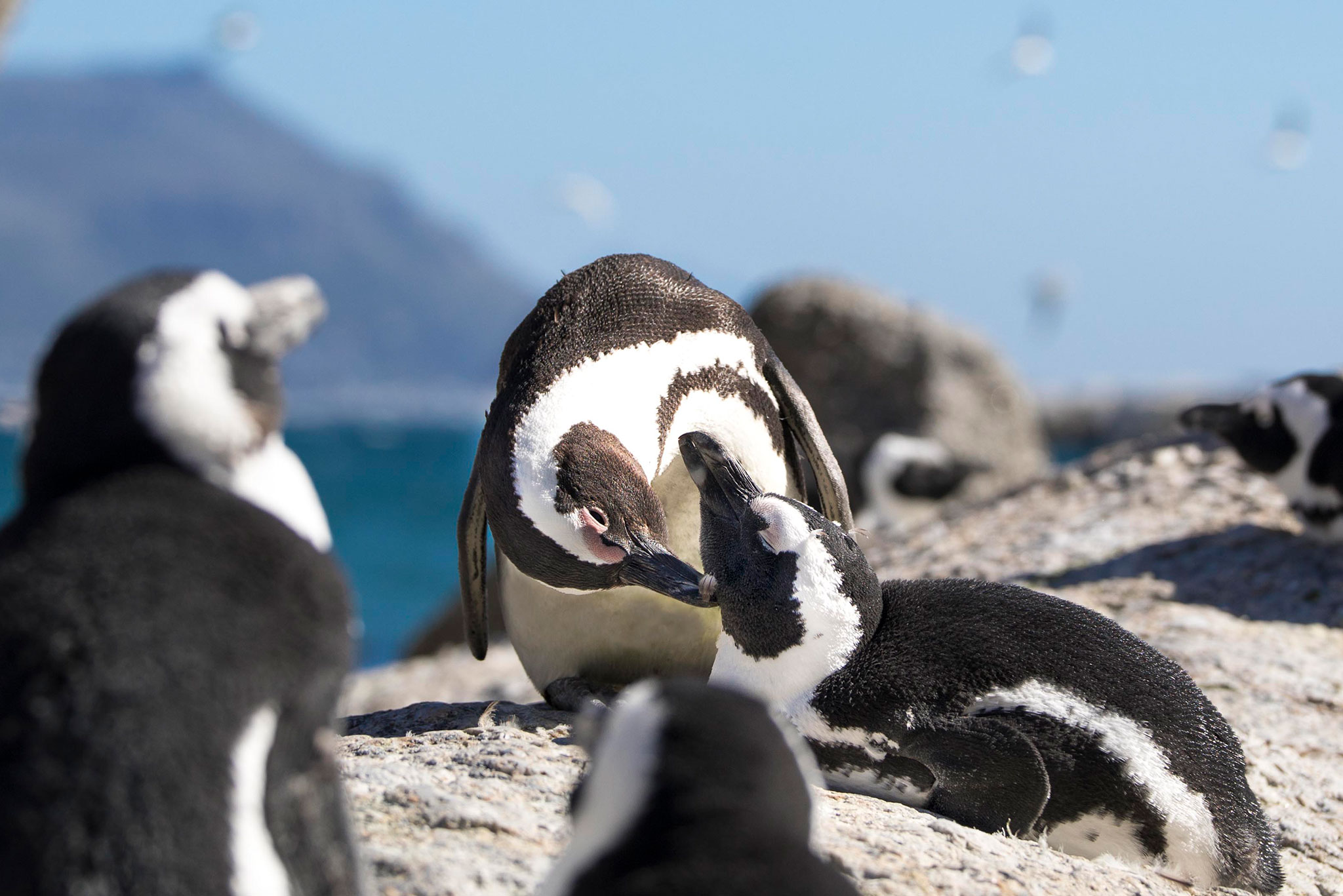 Boulders beach grooming penguins