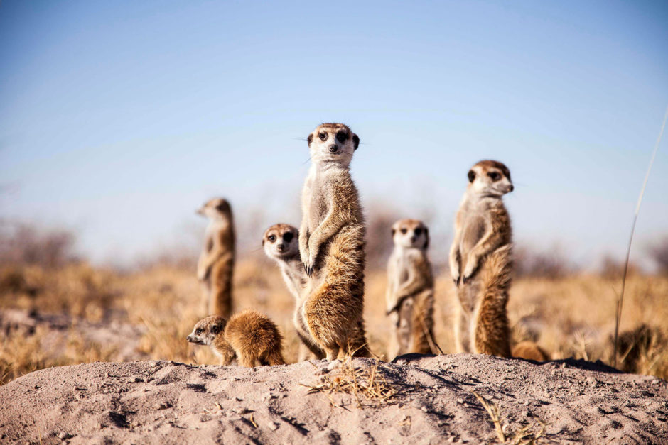 Suricatas nas Planícies de Sal de Makgadikgadi