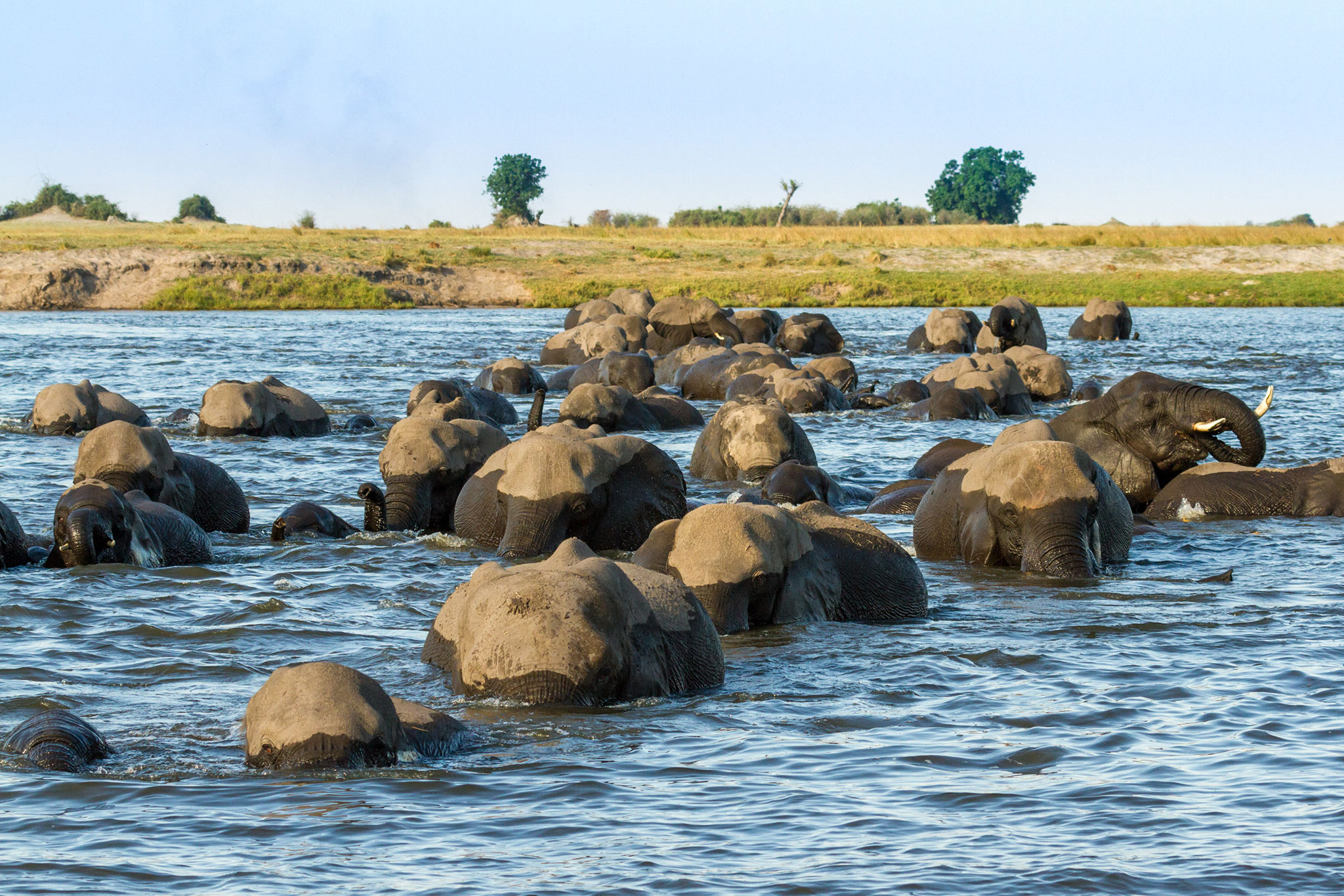 Elephants crossing the Chobe River