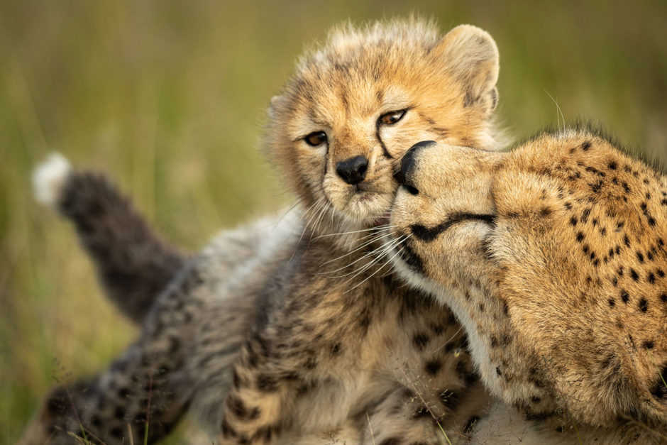 Mère guépard et son petit - un safari en famille