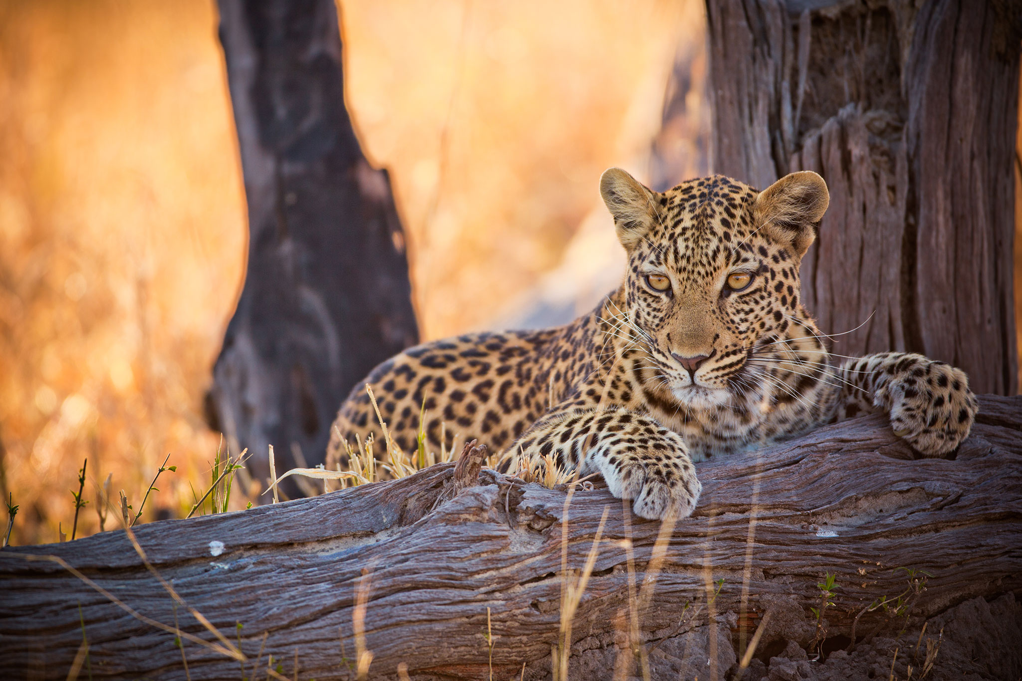 leopard in the savannah botswana