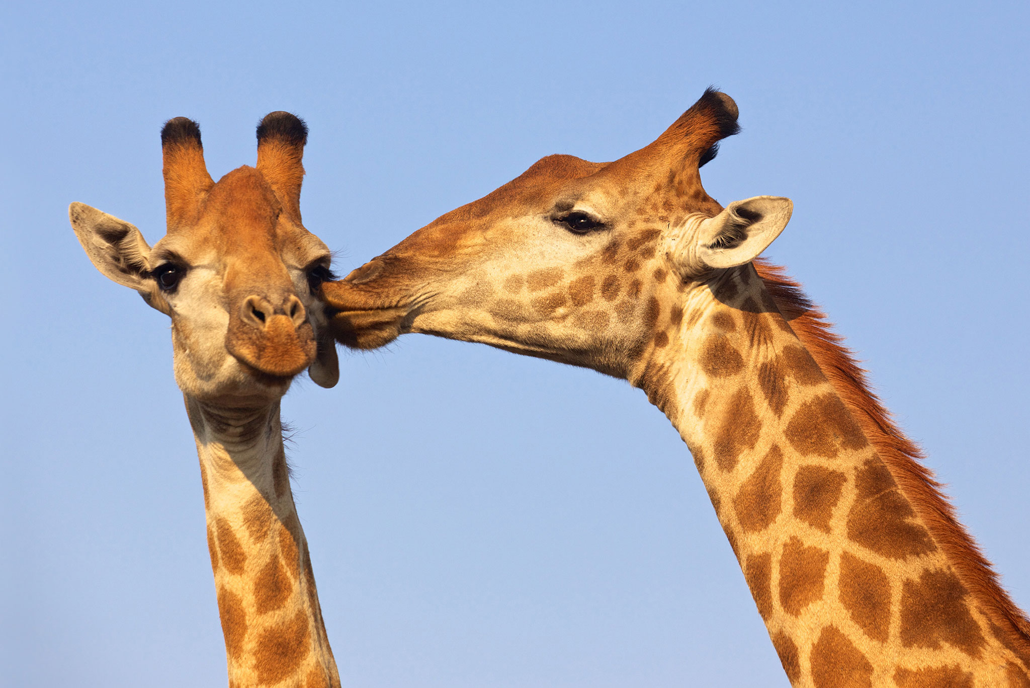 Kissing Giraffes