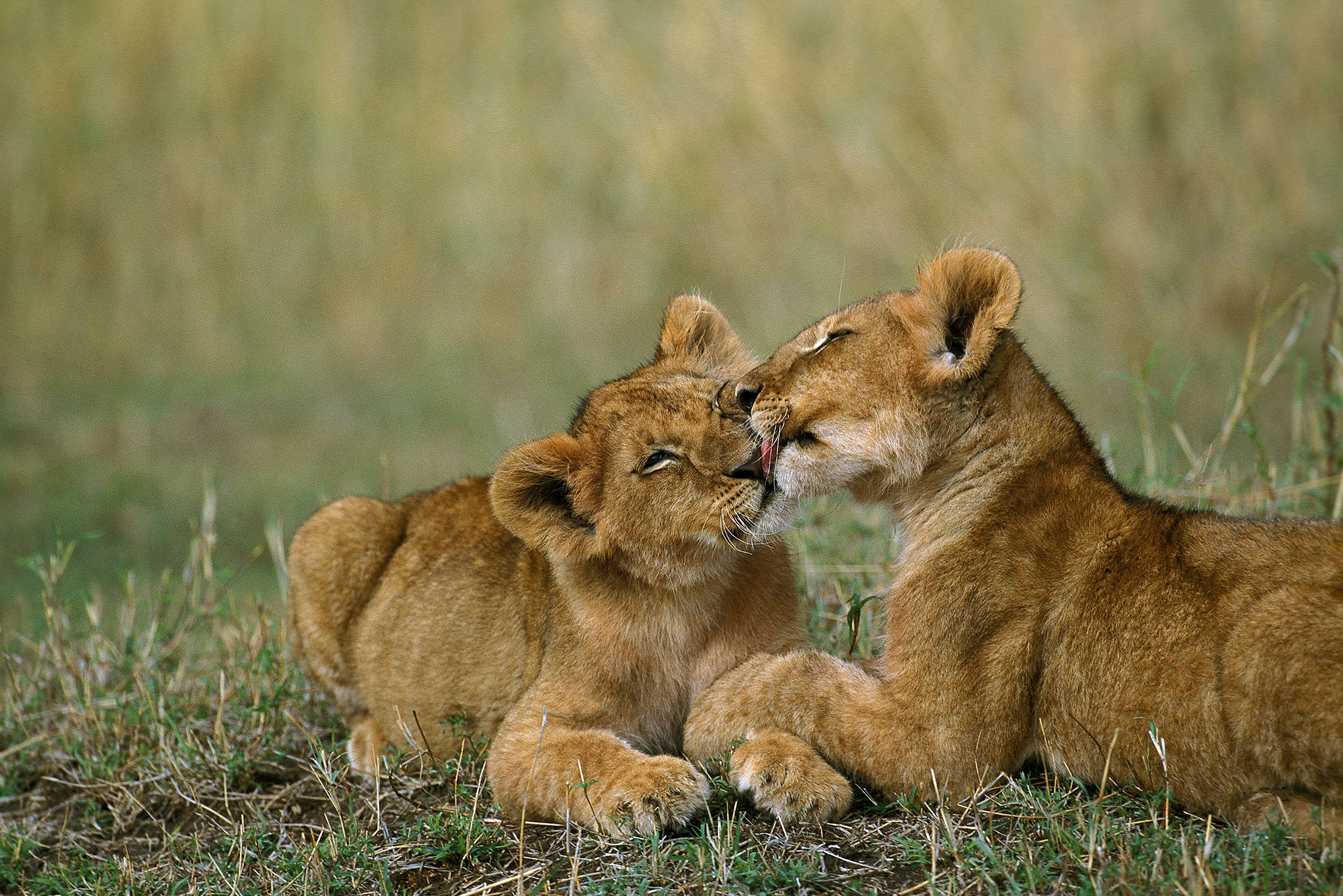 Lion cubs licking Kenya