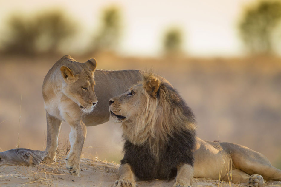 Male and female lion during winter in Africa