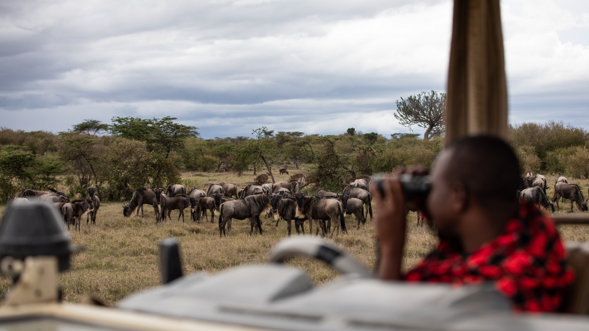 Large herd of wildebeest sighted while on a game drive