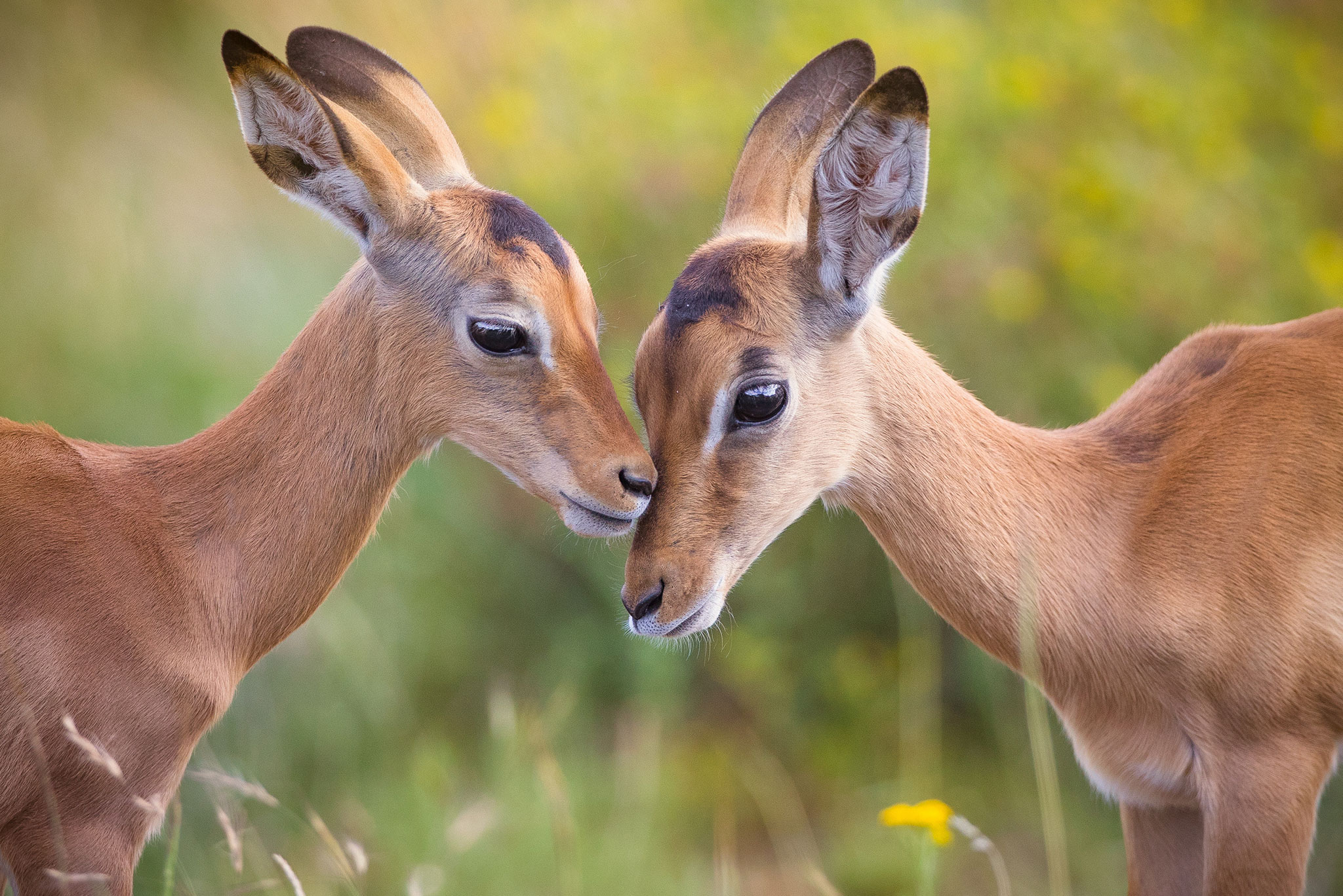 two impala babies having a kiss