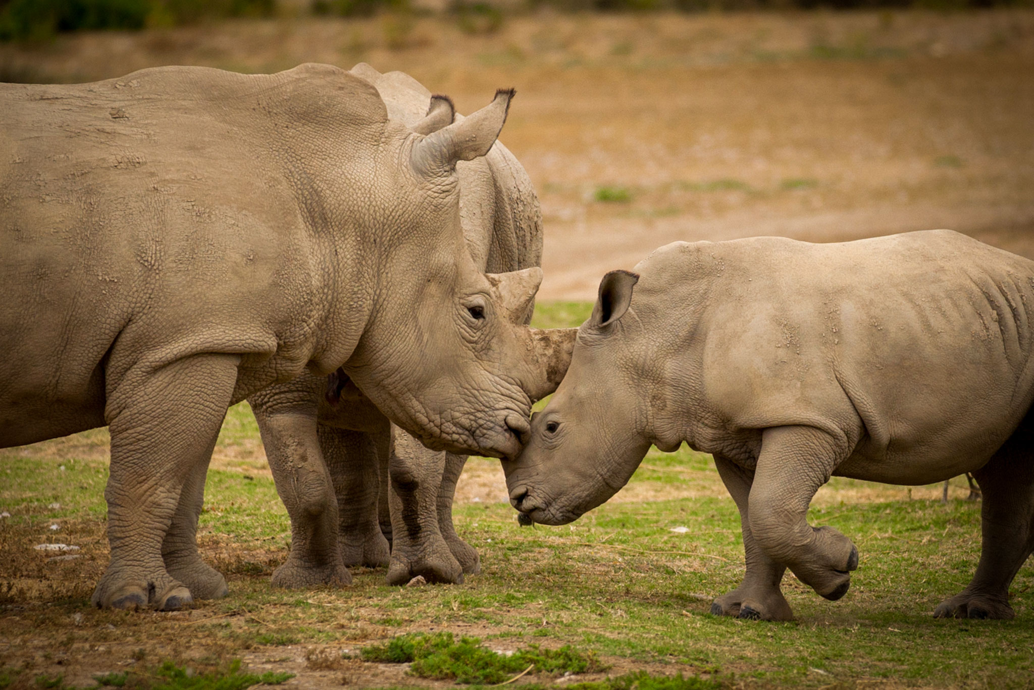 White rhinoceros mother kissing baby white rhinoceros calf