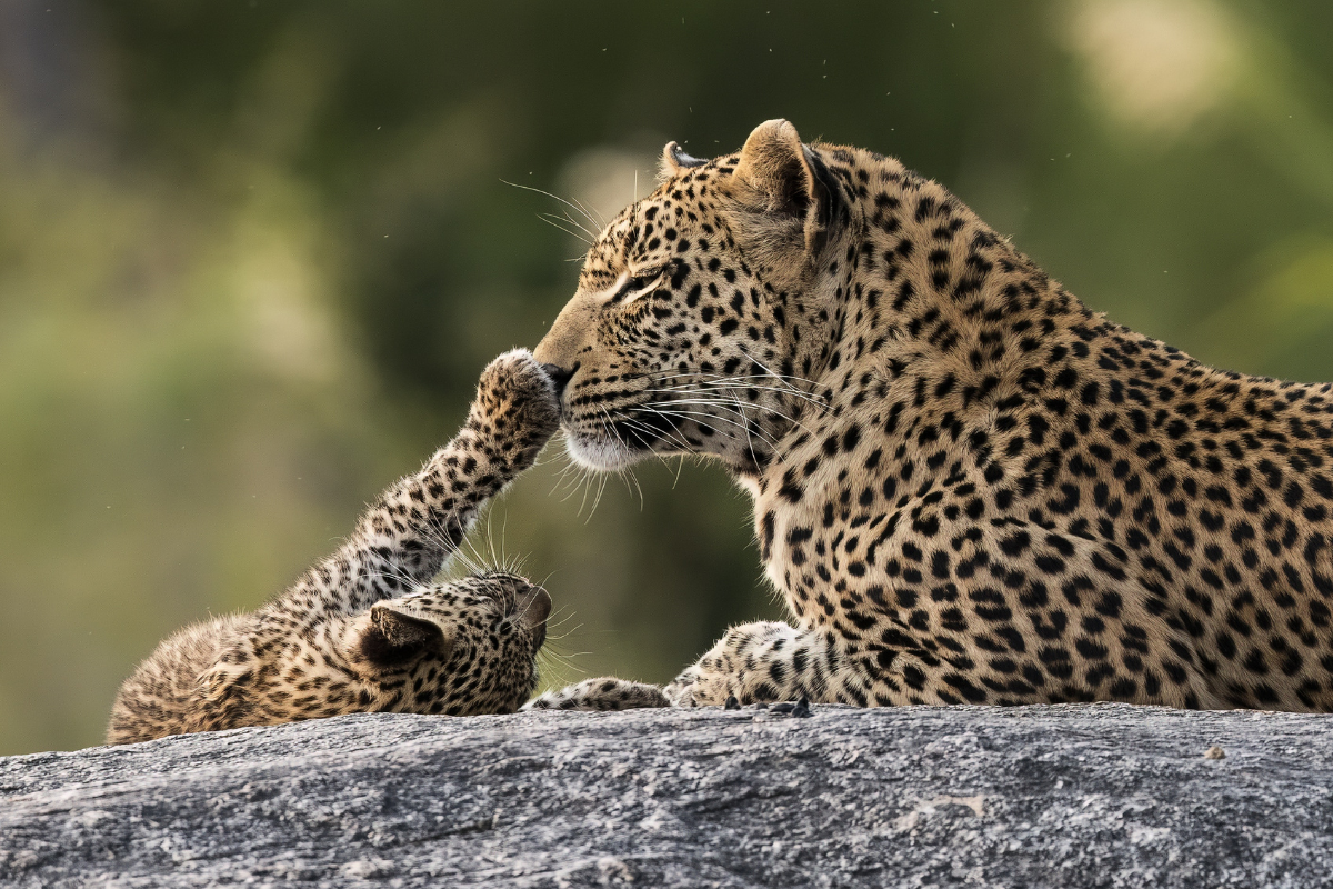 Leopard mother with her cub