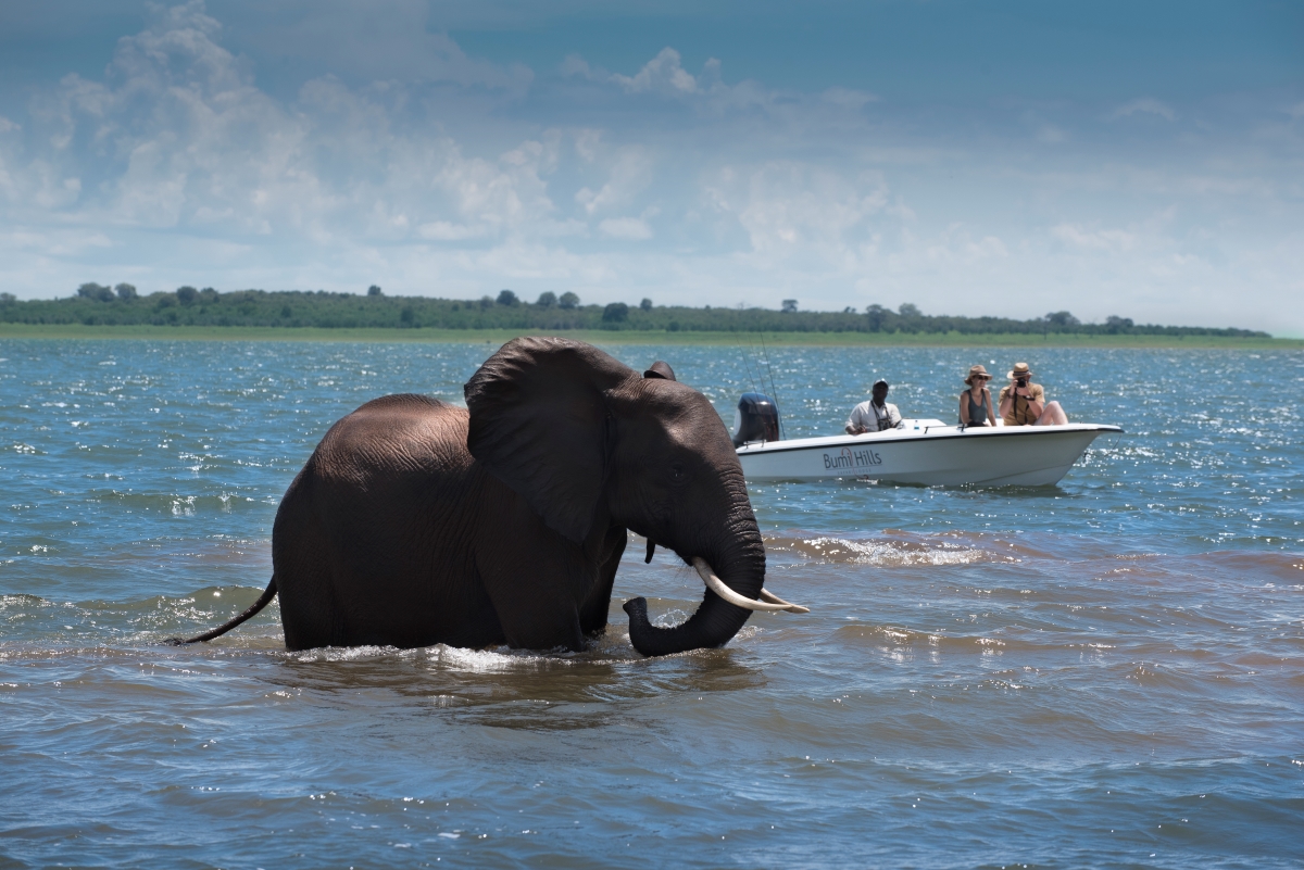 Elephant crossing the lake during a boat safari