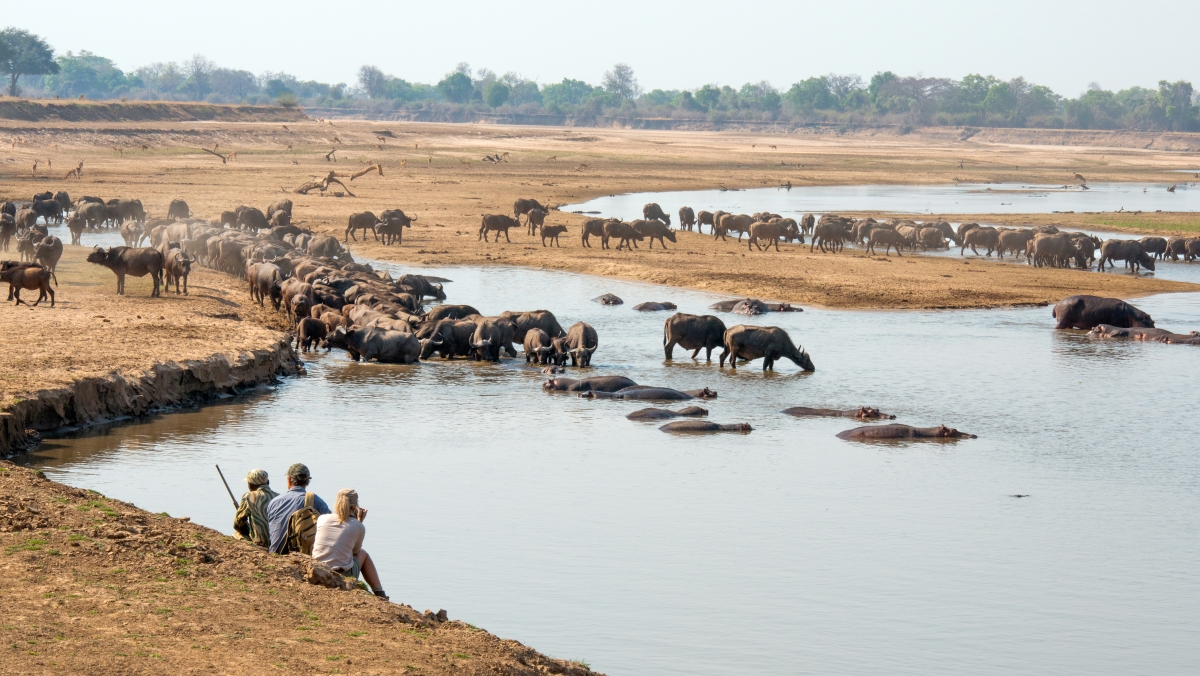 Hippos and a massive herd of buffalo at a water source