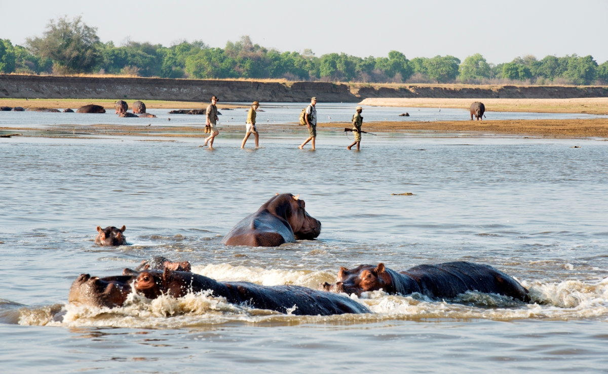 A walking safari in South Luangwa National Park past hippos in a lake