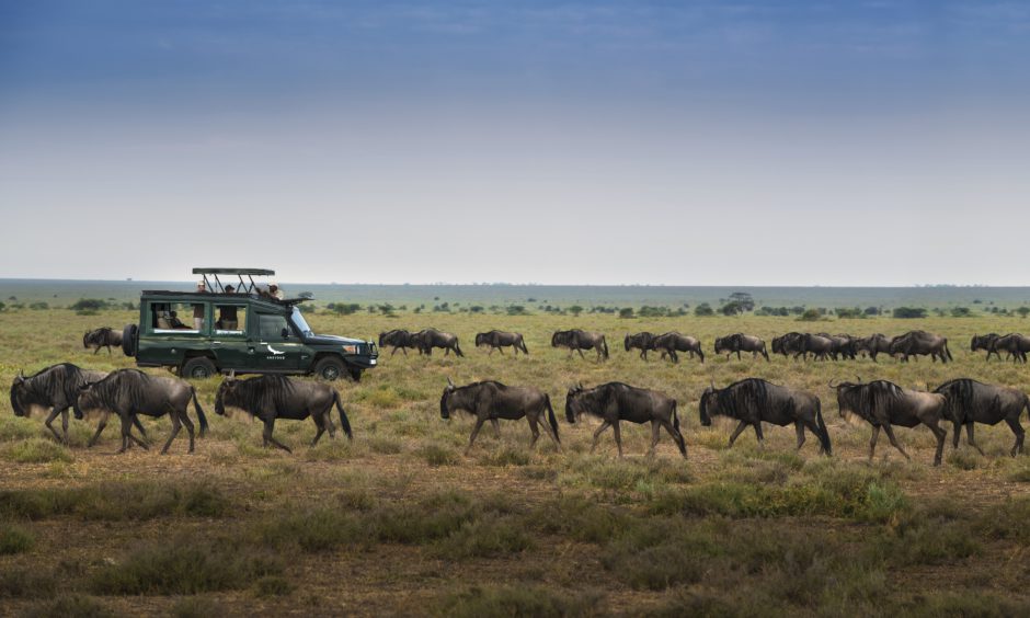 A game drive in the Serengeti during the Great Migration