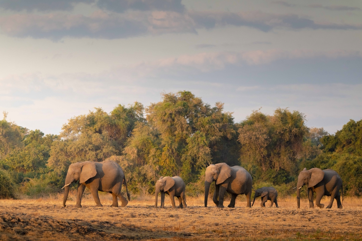 Elephants walking the open plains