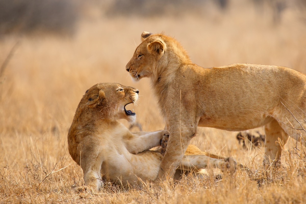 Adorable lion cubs playing