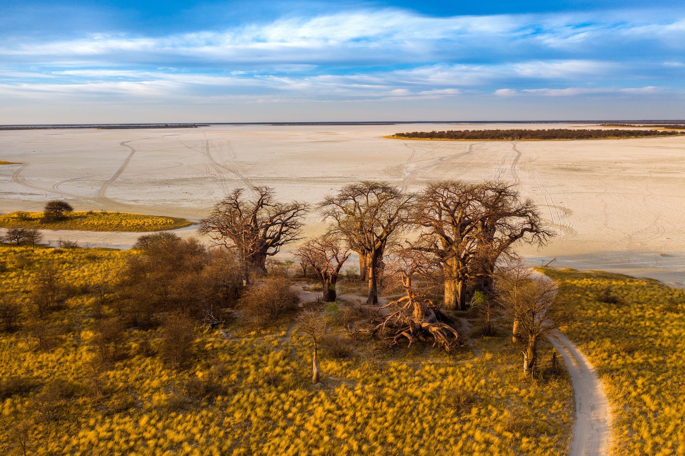 Baines' Baobabs in Botswana