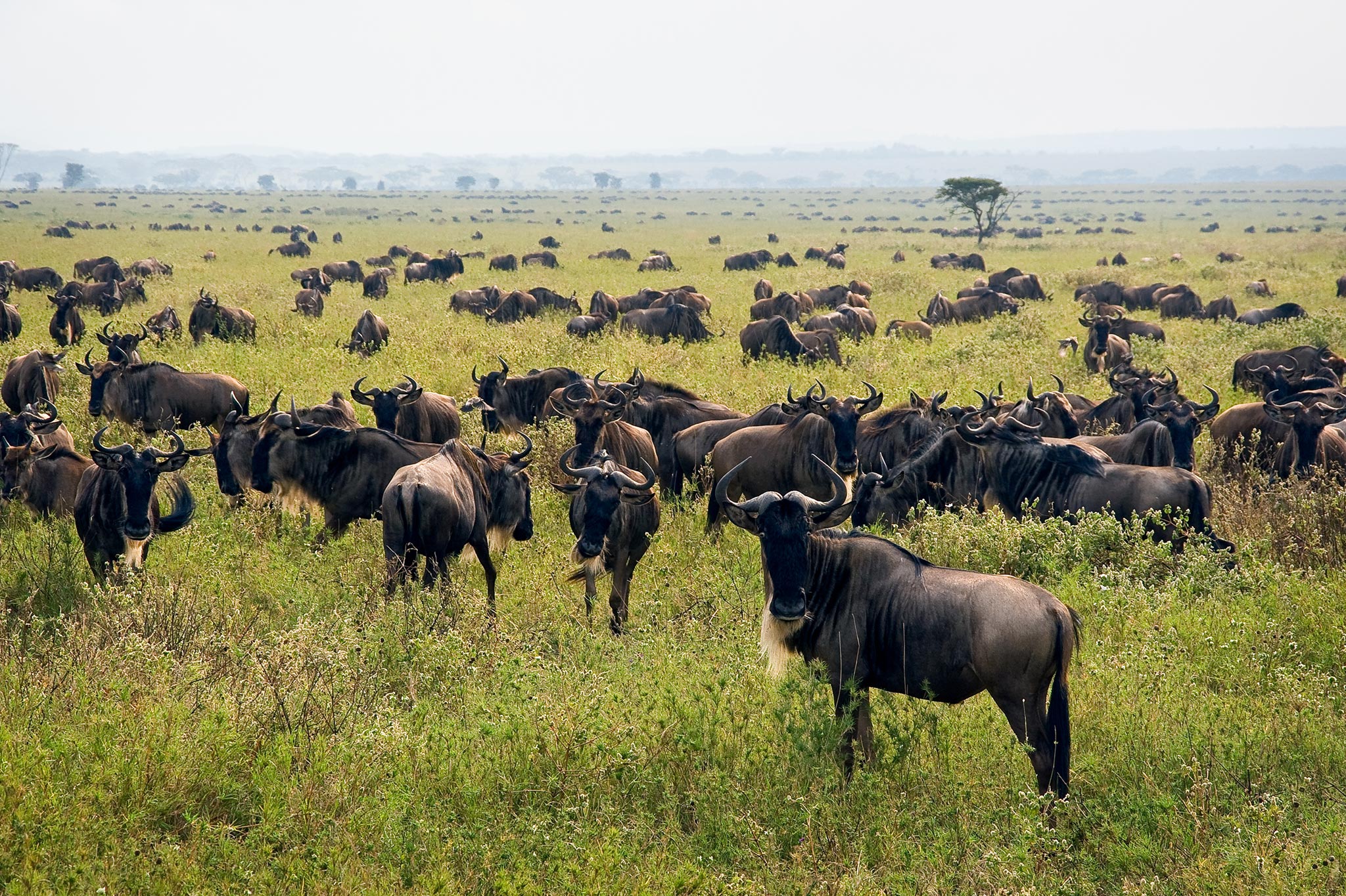 Big herd of wildebeest in the savannah