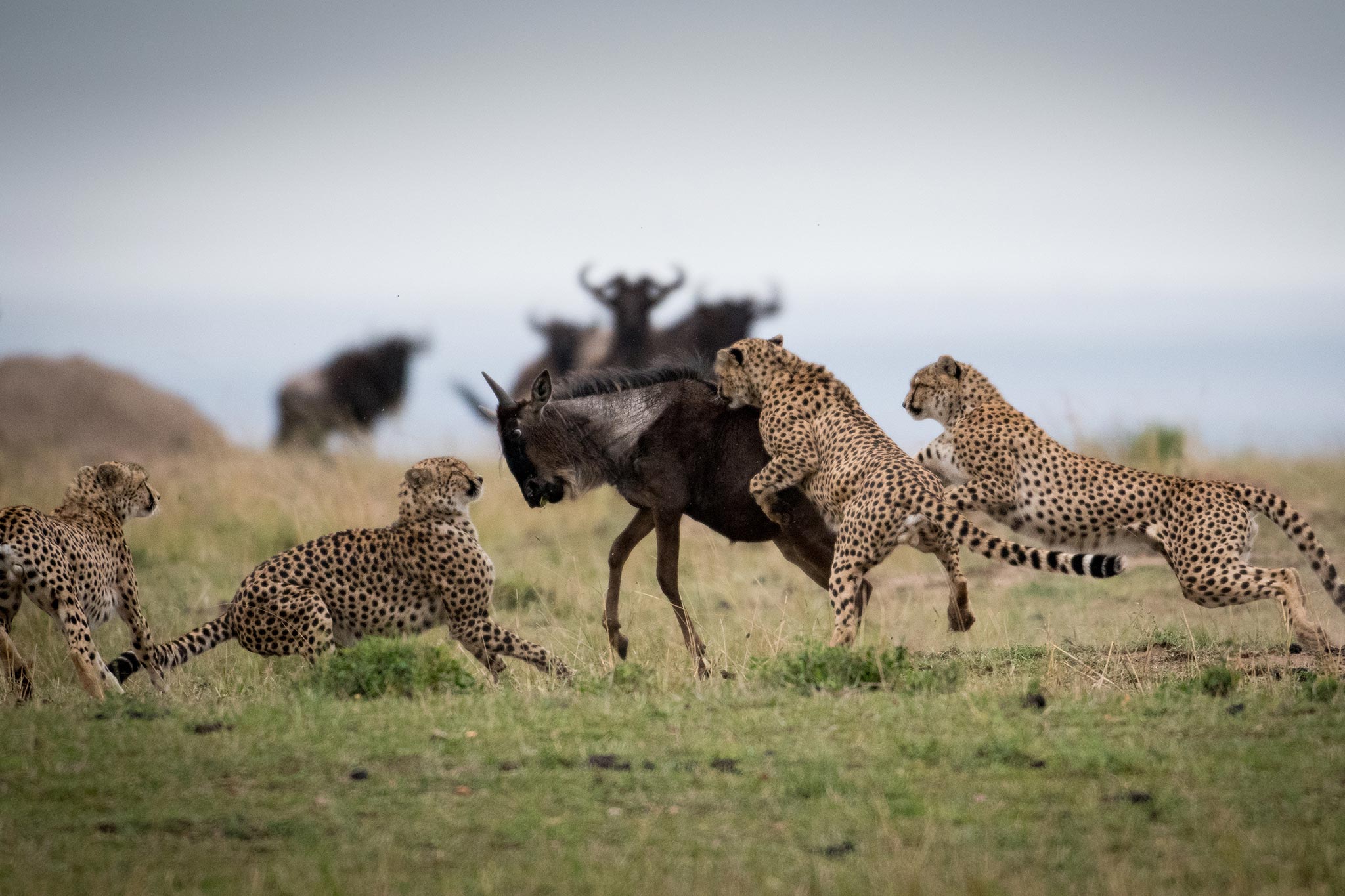 Cheetahs attacking wildebeest