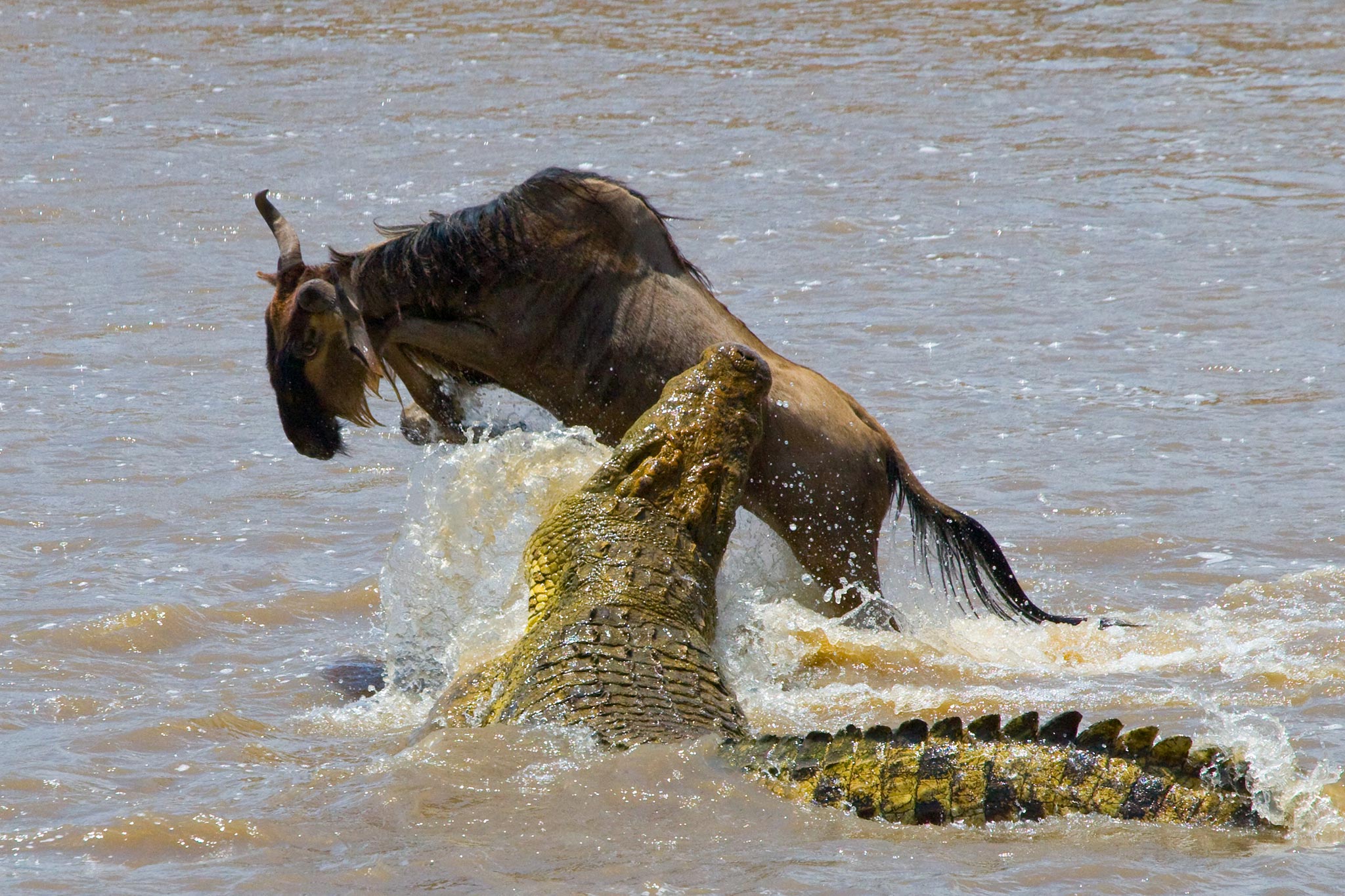 Crocodile attack wildebeest in the Mara river