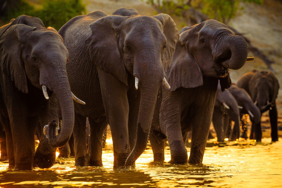 Elephants at a waterhole during winter in Africa