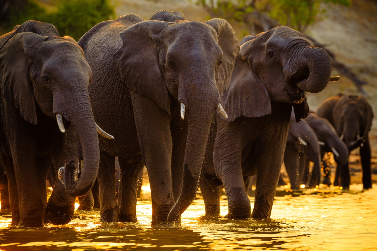 Elephants at a waterhole