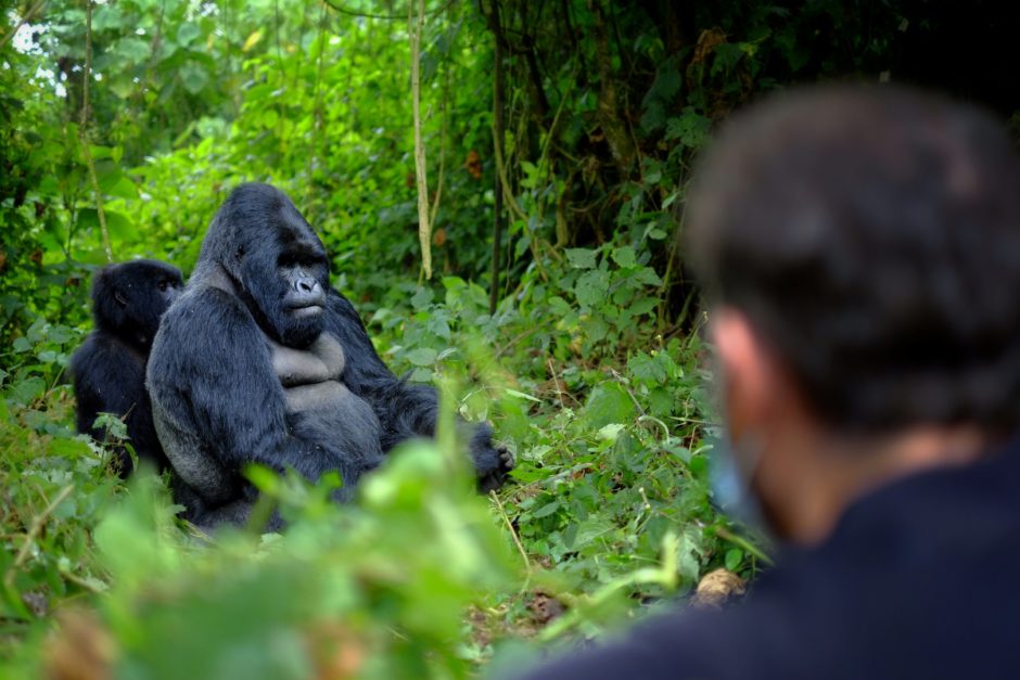 Solo puedes encontrar gorilas salvajes en algunos parques nacionales protegidos en África Oriental