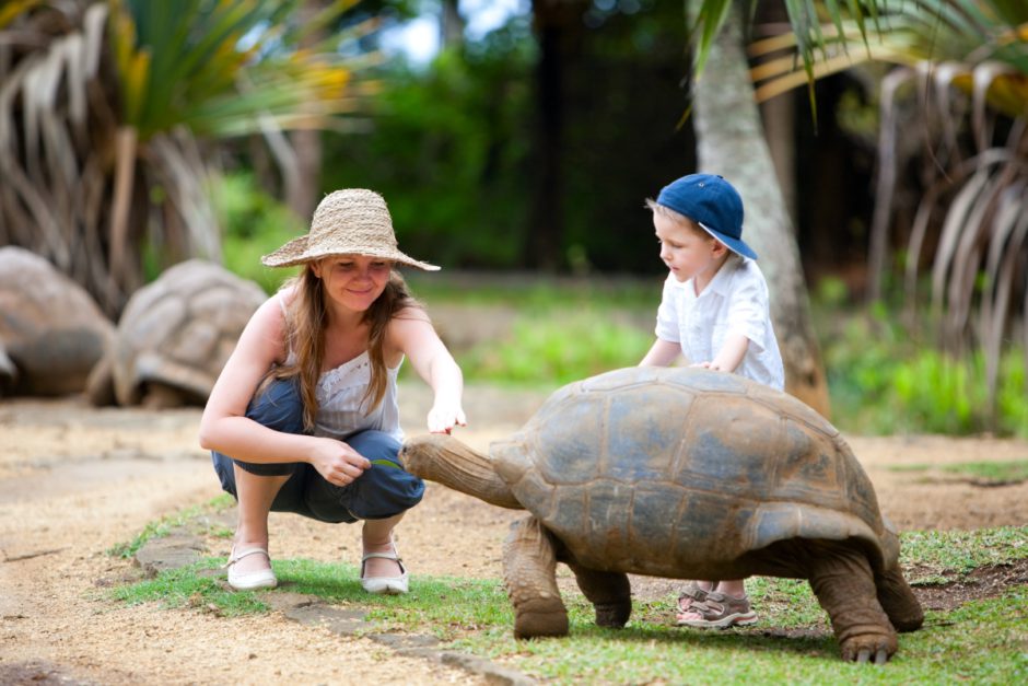 Alimenta a las antiguas tortugas de Galápagos