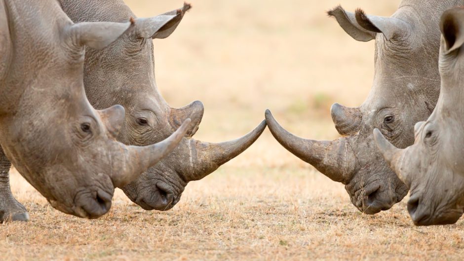 Entre l'Afrique australe et l'Afrique de l'Est, il n'y a tout simplement pas de perdant