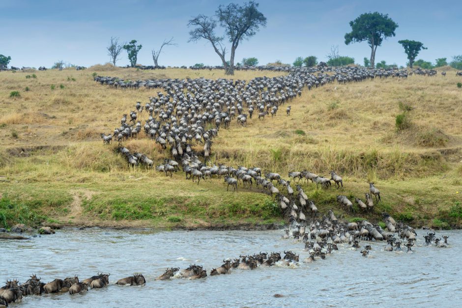 Die Great Migration in Ostafrika beim Überqueren des Mara River