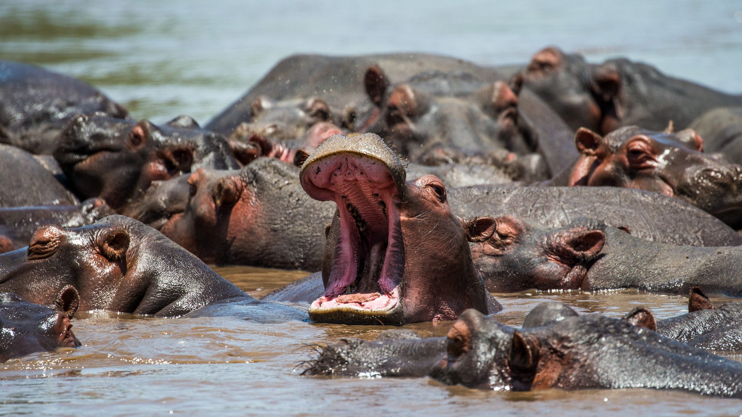 Many hippos basking in murky waters 