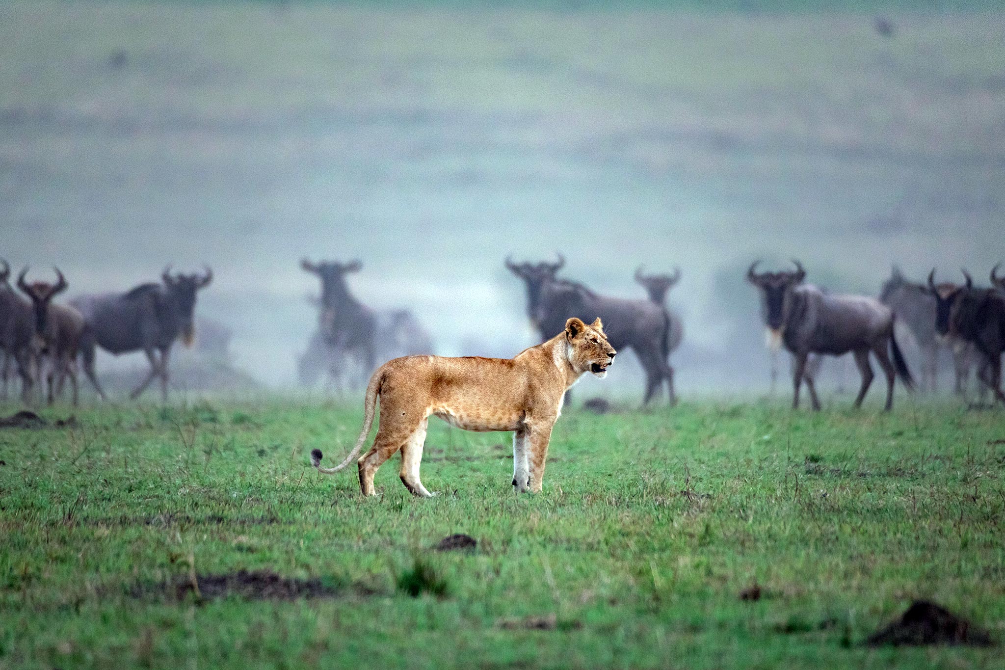 Lion hunting wildebeest